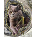 Ръчно изработен часовник от епоксидна смола. „Royal Cat“ – дизайнерски часовник с вашия любимец
